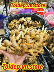 Gừng Sẻ Ruột Vàng Đắk Lắk Nguyên Bẹ Củ To Sẵn Mầm - Trồng Bonsai Thủy Sinh Làm Mứt Gia Vị Nấu ăn