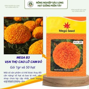 Hạt Giống Vạn Thọ F1 MEGA B3 – Cam Đỏ Cổ Lùn Bông Siêu To – Mega Seed