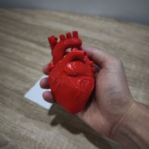 Anatomically Correct Human Heart Model - 1:1 Life Size Education Organ