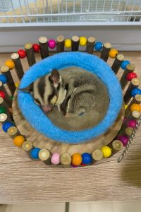 ชิงช้าไม้แขวนพร้อมเบาะนุ่ม สำหรับชูการ์กลาเดอร์ – นอนฟิน อุ่นสบาย