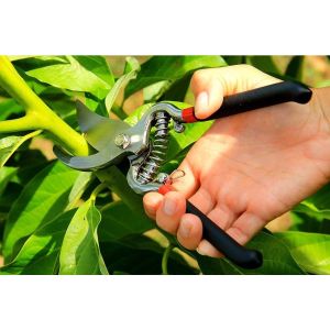 unting Dahan Dan Ranting 8 Inch - Alat Pemotong Tangkai Pohon Tanaman Taman Perlengkapan Berkebun Pruning Shears 8" Super Tajam