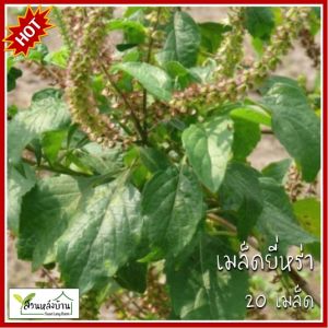 20 เมล็ด ยี่หร่า เมล็ดยี่หร่า เมล็ดเทียนขาว เทียนขาว