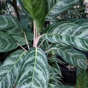 รับทรัพย์ค่ะ ไม้มงคล ต้นสูง กว่า1ฟุตคะ