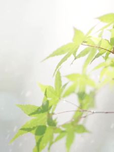 Xia Xin Birdcage Heater Household Electric Fan Small Sun Electric Heater Electric Stove Energy-saving Small Electric Heater Electric Stove