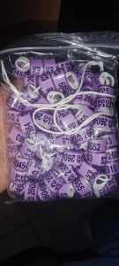 10PCS NEW OVAL PHA 2026 - NEW DESIGN PIGEON RING OVAL ALLUM RING & FIVER - 10PCS. PER PACK FOR ONLY