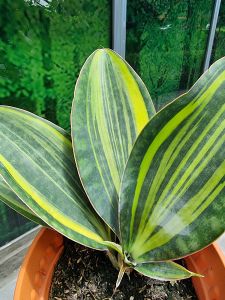 Sansevieria Whale Fin Var [REAL PLANT] #supportlocal - **All Plants sold are based on pot size**