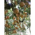 BUAH LANGKA..Bibit Buah Cacil Kecacil/Kepundung Siap Tanam Termurah. 