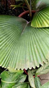 SOV licuara orbicularis evergreen palm rare plant indoor plant pokok hidup