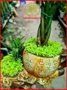 Cây kim ngân để bàn mini kèm chậu ý nghĩa phong thủy là phước lộc thọ an khang cầu may mắn cho gia chủ + tặng kèm phân bón cây|Minh Hân Garden