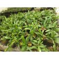 Tanaman wijaya kusuma bunga kuning  - Epiphyllum oxypetalum. 