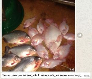 Biang Essen Durian Umpan Pancing Ikan Mas Lele Bawal Patin Nila Mujaer 5ml