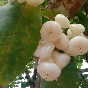 Bibit Jambu Air Kancing Putih Unggulan