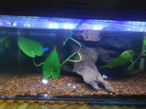 Eksis Lampu Celup Aquarium 60 CM Putih Biru Anti Air Murah Gratis Ongkir LED Akuarium Submersible Lamp Aquascape Original