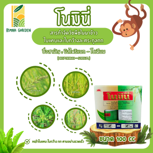 โนมินี่ ซันบินเดอร์ ขนาด 100 ซีซี บิสไพริแบก-โซเดียม กำจัดวัชพืชในนาข้าว หญ้าข้าวนก ผักปอดนา กกทราย หนวดปลาดุก