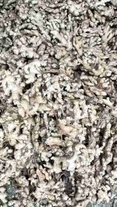 Jahe Tua: Harga, Kualitas, dan Keperluan