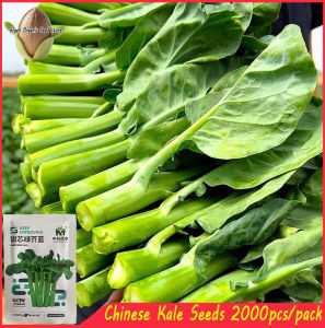 2000seeds/pack Chinese Kale seeds/ KALE Kailaan seeds / High germination rate-A668