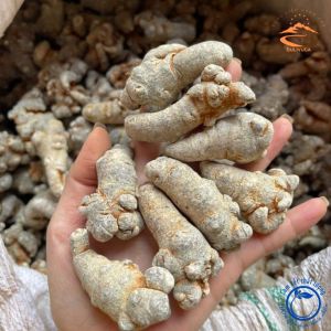 Củ Tam thất Bắc rừng (loại đặc biệt 32 củ/kg). Dược liệu quý biếu tặng thượng hạng. Củ tam thất khô vùng núi cao Tây Bắc