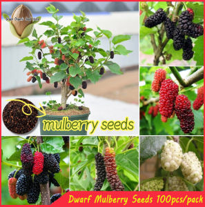 100 Seeds/pack Dwarf Mulberry Seeds for Planting Sweet Fruits Seeds Bonsai Fruit Tree Seeds-A631