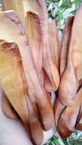 BUAH POHON MAHONI BENIH BUAH POHON MAHONI MURNI MURAH MERIAH 50 buah / bibit. bonus 2 bibit