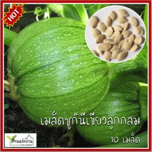 10 เมล็ด ซูกินีลูกกลม เมล็ดซูกินีลูกกลม ซุกินีลูกกลม เมล็ดซุกินีลูกกลม ซูกินีกลม เมล็ดซูกินีกลม ซูกินี เมล็ดซูกินี
