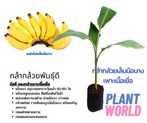 กล้ากล้วยเพาะเลี้ยงเนื้อเยื่อ แบบถุงดำ พร้อมนำไปปลูกลงดิน ใช้เทคโนโลยีการขยายพันธุ์พื้ชในห้องแล็บปฏิบัติการแบบปลอดเชื้อ แข็งแรง ปลอดโรค ปลอดหนอนกอ ส่งพร้อมถุงดำรากแน่นๆ คละสายพันธุ์ได้ในกล่องเดียว