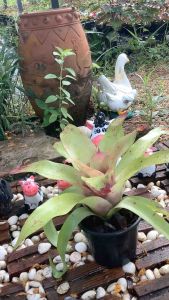 สับปะรดสี นีโอ ทอสสลัด / Neo Tossed salad /ตัวดอกจะเป็นสีชมพูอ่อน ขอบใบจะชมพูเข้มชอบแดดจัด ฟอร์มกระชับ / ต้นไม้แต่งสวน/ สับปะรดสีราคาถูก