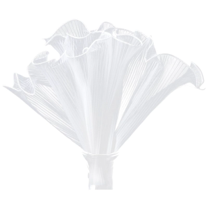 Mềm Ruffle cạnh Ribbon ngọc trai TRIM cuộn hoàn hảo cho thủ công đám cưới trang trí và ăn mặc chỉnh trang