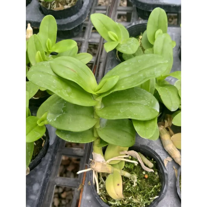 kie%20phi%20%C4%91i%E1%BB%87p%20r%E1%BB%ABng%20l%C3%A1%20m%C3%ADt%20h%C3%B2a%20b%C3%ACnh%20-%20Image%205