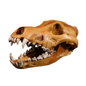 Wolf Skull Model Resins Sculpture Realistic Animal Head Skeleton Replicas for Classroom Teaching Aid Home Ornament Gift