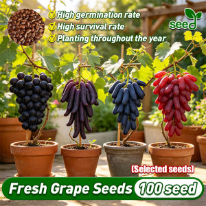 [Selected Seeds 100pcs] Dwarf Grape Seeds for Planting Fruit Trees (Mixed Variety) Balcony Potted Grape Live Plant Seeds High Yield Grape Tree Fruit Seeds Bonsai Tree Seeds Real Fruit Bearing Tree Seeds Indoor Plants Grape Seedling Buto Ng Bulaklak