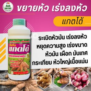 แกตโต้ : ปุ๋ยสูตรพืชลงหัว สารเพิ่มขนาดหัว สารเร่งการลงหัว ระเบิดหัวมัน หยุดความสูง เร่งขยายหัว เพิ่มขนาด หัวใหญ่น้ำหนักดี มันไม่ฟ้าว หัวมีขนาดใหญ่ แข็งแรง เนื้อแน่นไม่กลวง ไม่เป็นไส้ดำ