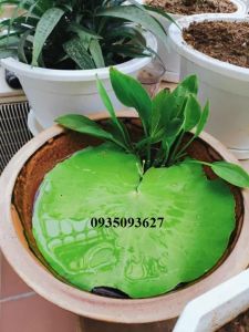 Chậu nuôi cá bằng sành 27 cm