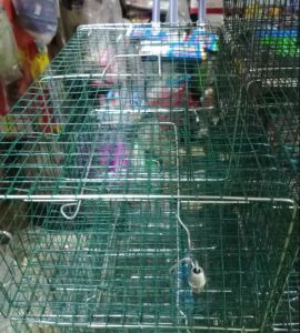 Jebakan tikus timbal
