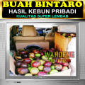 PENGUSIR TIKUS AMPUH | BUAH BINTARO LEMBAB | BUAH SIMPALAK. 