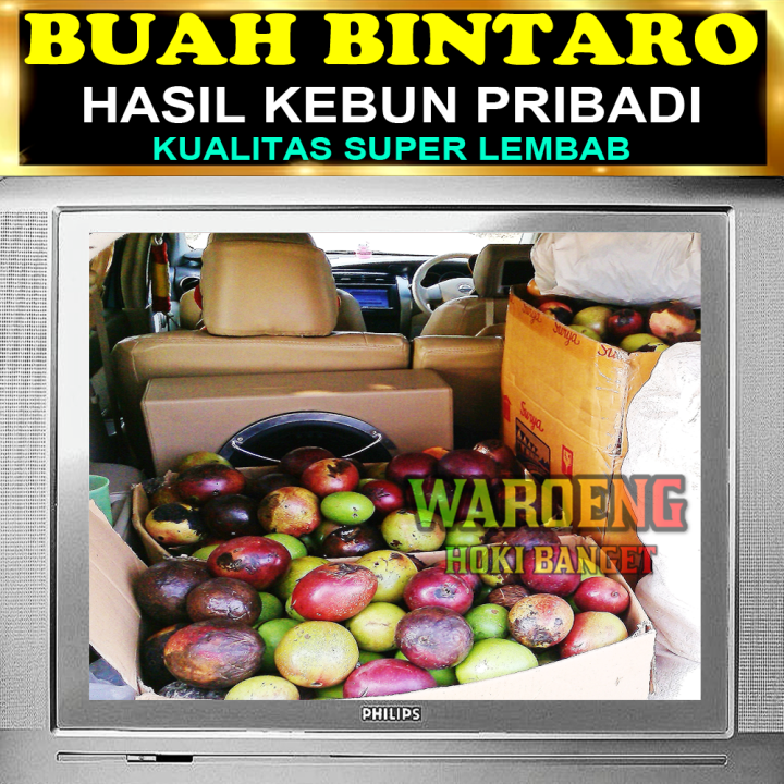 PENGUSIR%20TIKUS%20AMPUH%20%7C%20BUAH%20BINTARO%20LEMBAB%20%7C%20BUAH%20SIMPALAK%20-%20Image%206