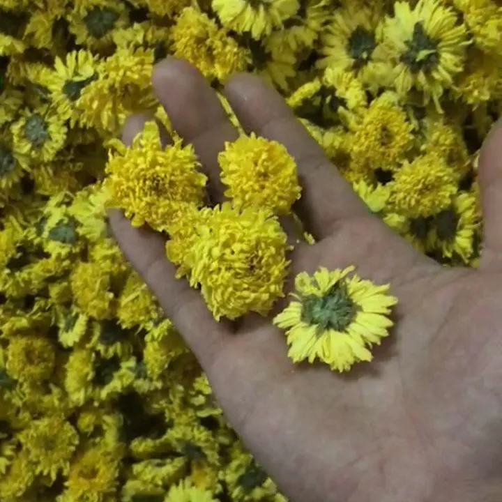 Tr%C3%A0%20Hoa%20C%C3%BAc%20H%C3%A0m%20H%C6%B0%C6%A1ng%2050g%20(%20c%C3%BAc%20n%C3%BAi)%20-%20Image%202