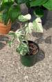 Aroid Potting Mix (Peat coarse + Perlite Cocochip med + Pumice fine + Rice husk) (6L). 