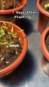 OKRA Growing Kit Planting Kit Seedling Kit Starter Kit Plant Growing Kit FarmJoe