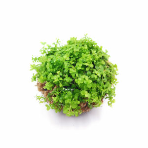 Monte carol 趴地矮珍珠/Emerge水上叶/Aquatic Plants/Tumbuhan Akuatik/terrarium/ paludarium/Vivarium