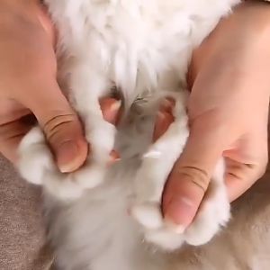 Pet Nail Clipper Nail Cutter STAINLESS NAIL CLIPPER W/ NAIL FILE TOOL FOR DOGS&CATS PAZU