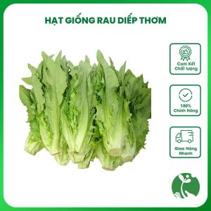 Hạt giống rau Diếp Thơm (Ngó Xuân Diếp ngồng Xà lách thơm) - Gói 5gr - Trồng quanh năm