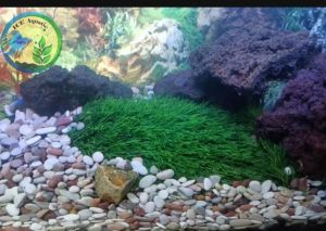 PAKET RUMPUT SWISS AQUARIUM BATU PANCAWARNA AQUARIUM