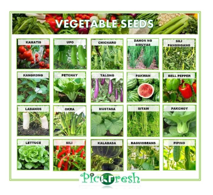 VEGETABLES SEED 2O in Pack ASSORTED EASY TO GROW SEEDS