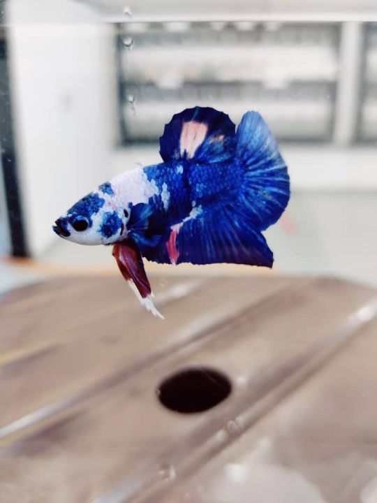 *RANDOM PICK* Halfmoon Plakat *HMPK* Betta fish/ ikan laga  *FULL BLOCK COLOUR* S / S+/ M Junior