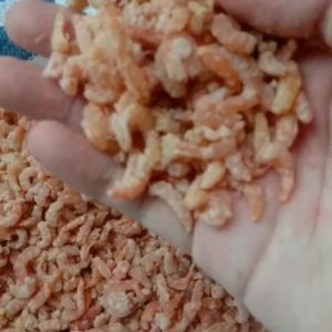 Udang Ebi Kering FRESH | Daging | Kulit | 1 Kg