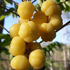 Bibit Buah Cermai Cepat Berbuah