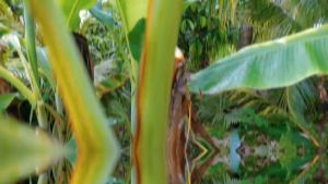 Go Look Kerja Kebun Hutan Potong Kayu Tebang Pokok