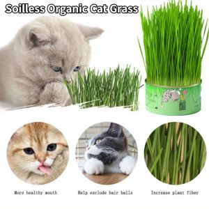Cat Grass Can Healthy Cat Food Hairball Solution Cat Wheat Grass Pet Grass Soilless Hydroponic Pet Oral Cleaning