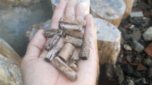 Sempur Bule Banten 10 Pcs Ukuran Ranting Kecil