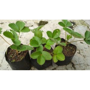 bibit strawberry cepat berbuah | stroberi California